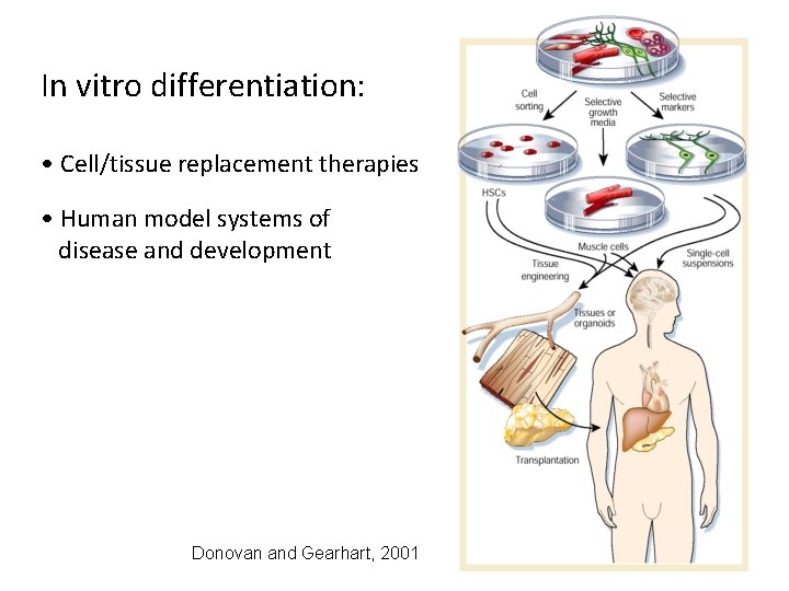 In vitro differentiation: • Cell/tissue replacement therapies • Human model systems of disease and