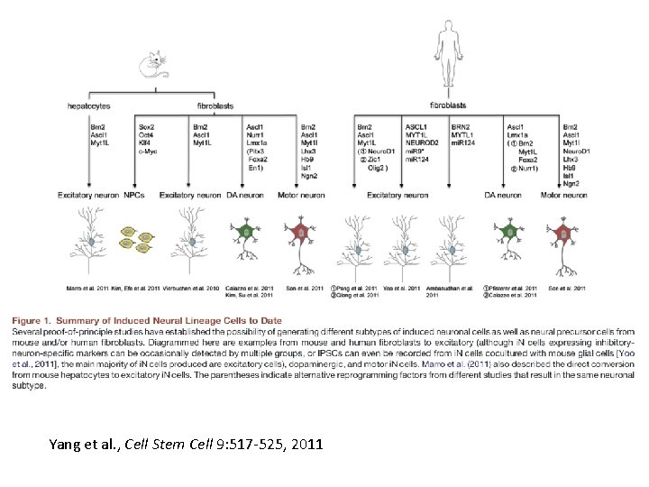 Yang et al. , Cell Stem Cell 9: 517 -525, 2011 