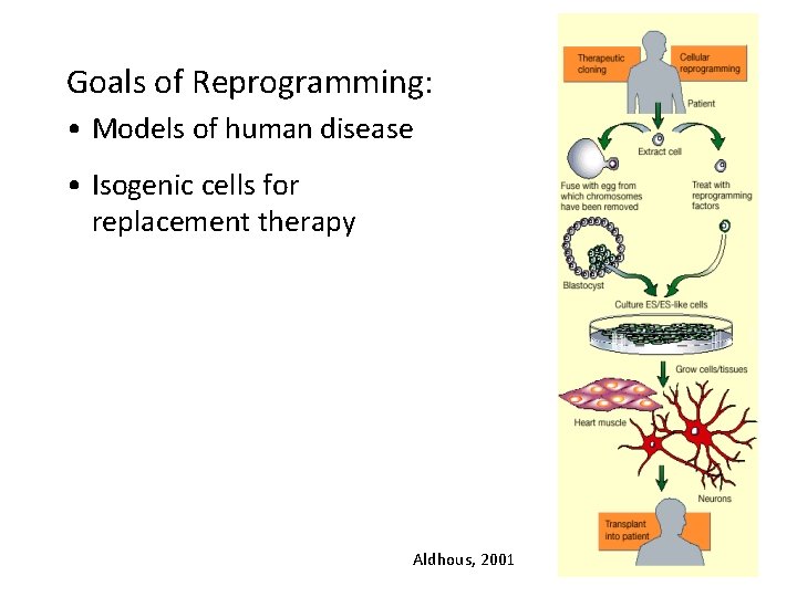 Goals of Reprogramming: • Models of human disease • Isogenic cells for replacement therapy