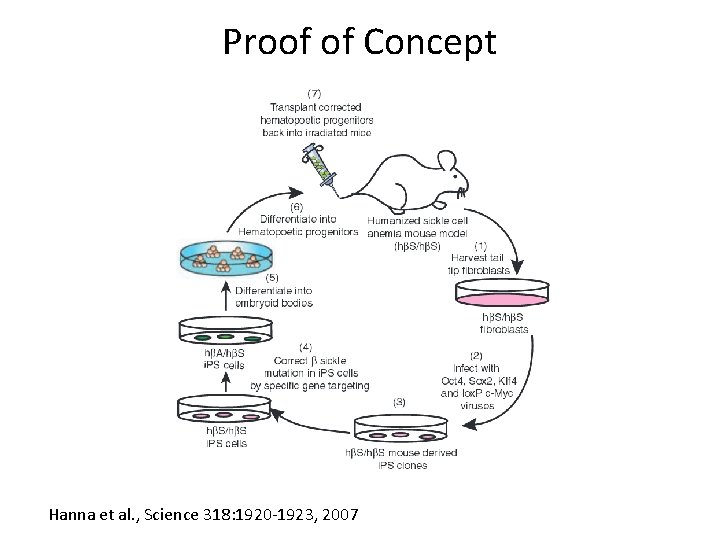 Proof of Concept Hanna et al. , Science 318: 1920 -1923, 2007 