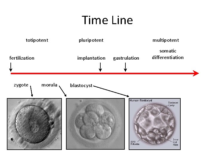 Time Line totipotent fertilization zygote morula pluripotent multipotent implantation somatic differentiation blastocyst gastrulation 