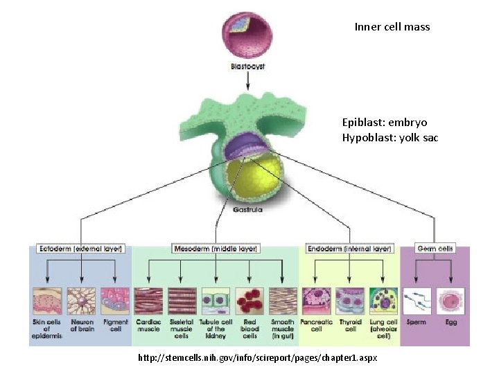 Inner cell mass Epiblast: embryo Hypoblast: yolk sac http: //stemcells. nih. gov/info/scireport/pages/chapter 1. aspx