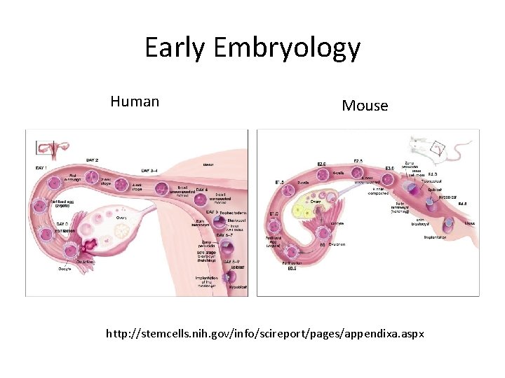 Early Embryology Human Mouse http: //stemcells. nih. gov/info/scireport/pages/appendixa. aspx 