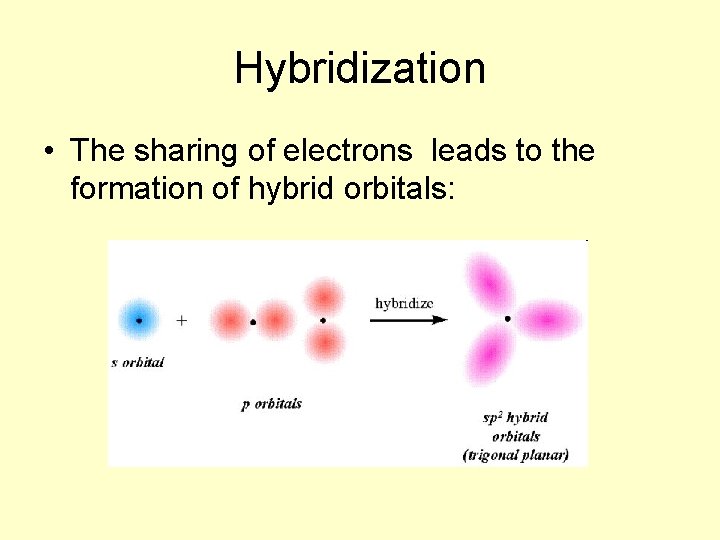 Hybridization • The sharing of electrons leads to the formation of hybrid orbitals: 