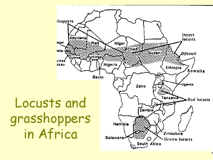 Locusts and grasshoppers in Africa 