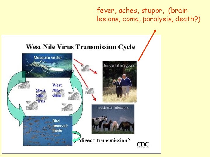 fever, aches, stupor, (brain lesions, coma, paralysis, death? ) direct transmission? 
