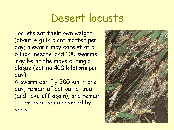 Desert locusts Locusts eat their own weight (about 4 g) in plant matter per