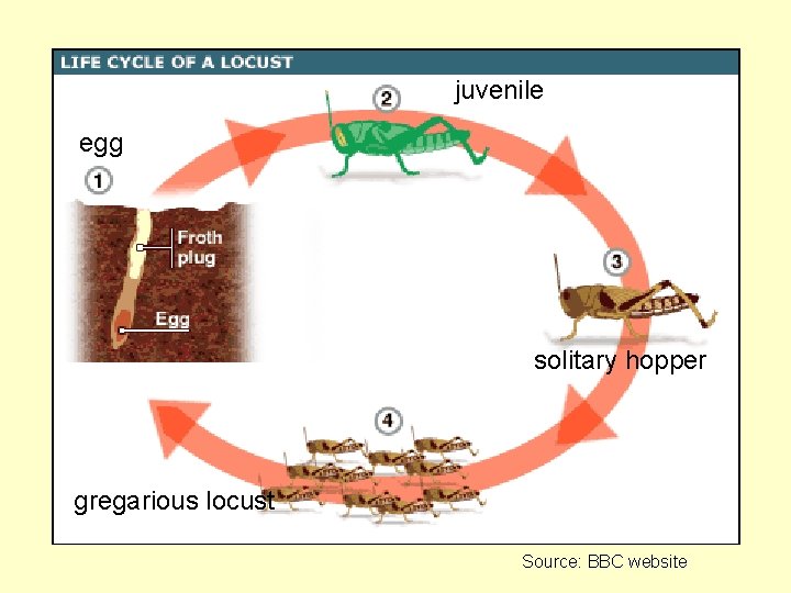 juvenile egg solitary hopper gregarious locust Source: BBC website 