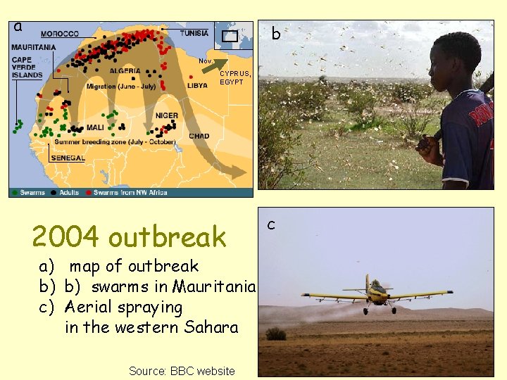 a b Nov. CYPRUS, EGYPT 2004 outbreak a) map of outbreak b) b) swarms