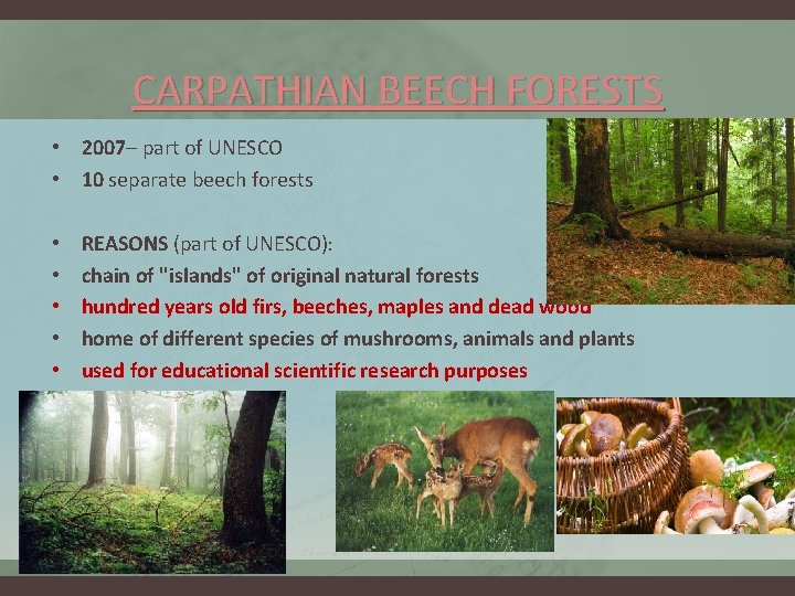 CARPATHIAN BEECH FORESTS • 2007– part of UNESCO • 10 separate beech forests •