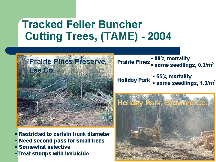 Tracked Feller Buncher Cutting Trees, (TAME) - 2004 Prairie Pines Preserve, Lee Co. Prairie