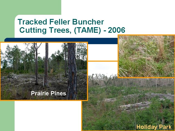 Tracked Feller Buncher Cutting Trees, (TAME) - 2006 Prairie Pines Holiday Park 