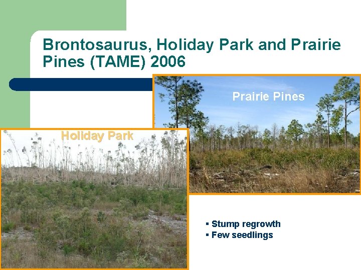 Brontosaurus, Holiday Park and Prairie Pines (TAME) 2006 Prairie Pines Holiday Park § Stump