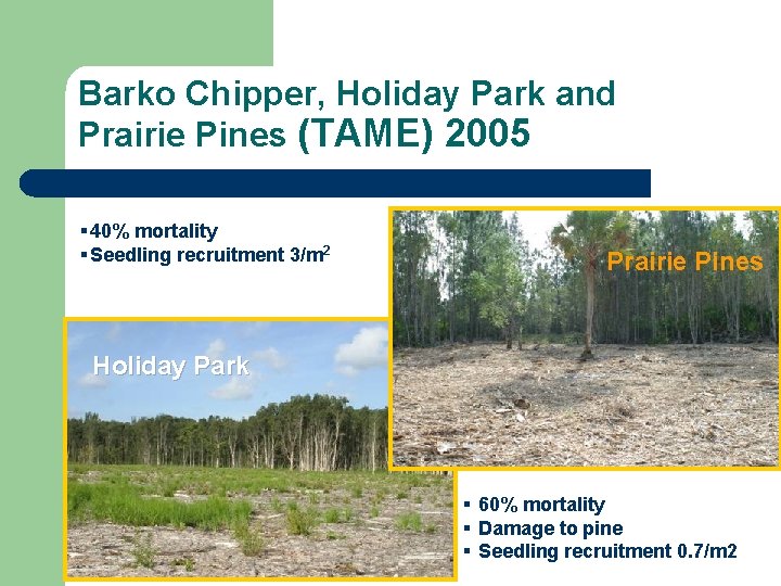 Barko Chipper, Holiday Park and Prairie Pines (TAME) 2005 § 40% mortality § Seedling