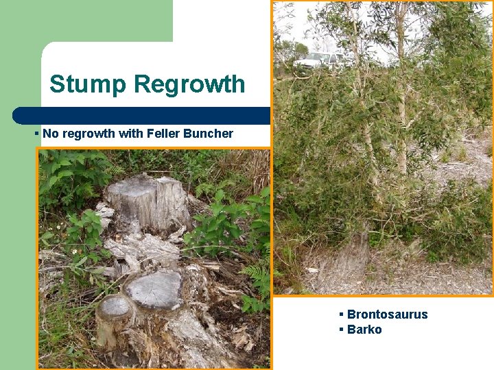 Stump Regrowth § No regrowth with Feller Buncher § Brontosaurus § Barko 