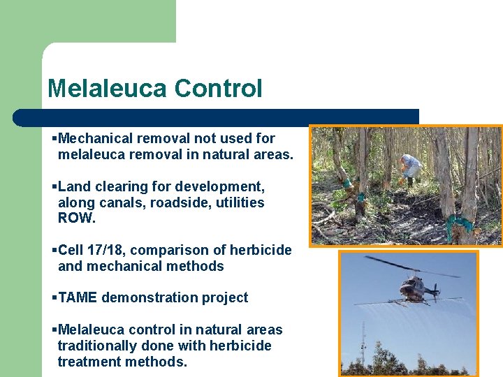 Melaleuca Control §Mechanical removal not used for melaleuca removal in natural areas. §Land clearing