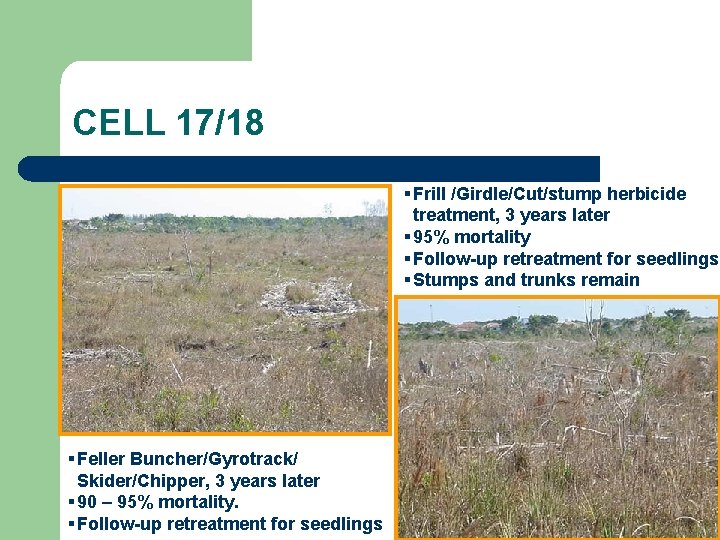 CELL 17/18 § Frill /Girdle/Cut/stump herbicide treatment, 3 years later § 95% mortality §