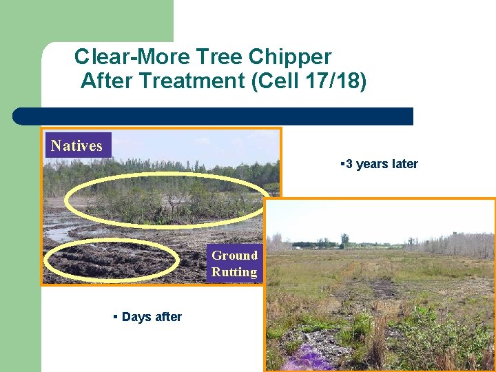 Clear-More Tree Chipper After Treatment (Cell 17/18) Natives § 3 years later Ground Rutting