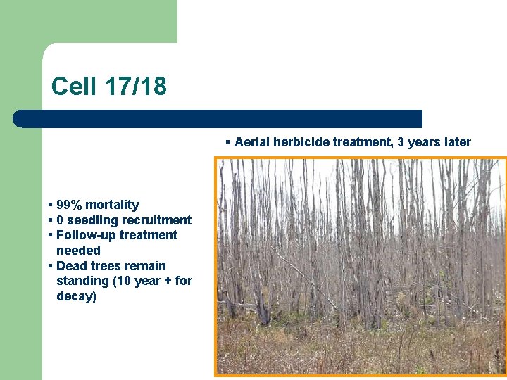 Cell 17/18 § Aerial herbicide treatment, 3 years later § 99% mortality § 0