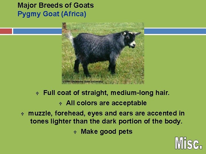 Major Breeds of Goats Pygmy Goat (Africa) Full coat of straight, medium-long hair. U