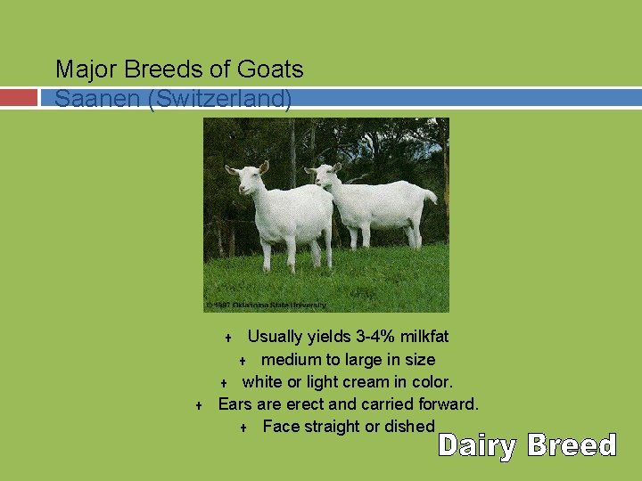 Major Breeds of Goats Saanen (Switzerland) Usually yields 3 -4% milkfat U medium to