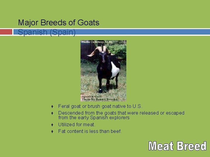 Major Breeds of Goats Spanish (Spain) U U Feral goat or brush goat native