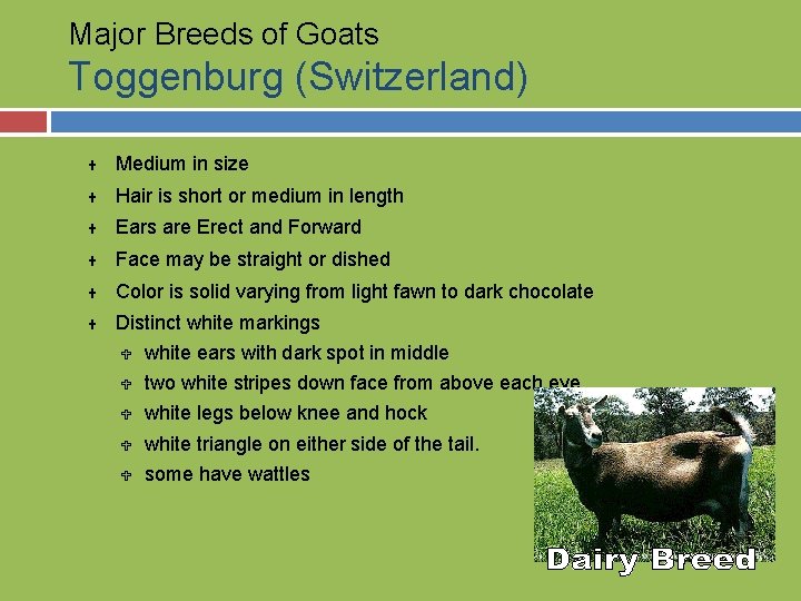 Major Breeds of Goats Toggenburg (Switzerland) U Medium in size U Hair is short