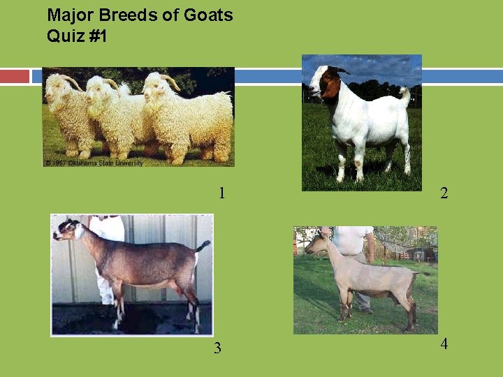 Major Breeds of Goats Quiz #1 1 2 3 4 