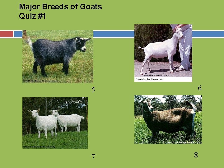 Major Breeds of Goats Quiz #1 6 5 7 8 