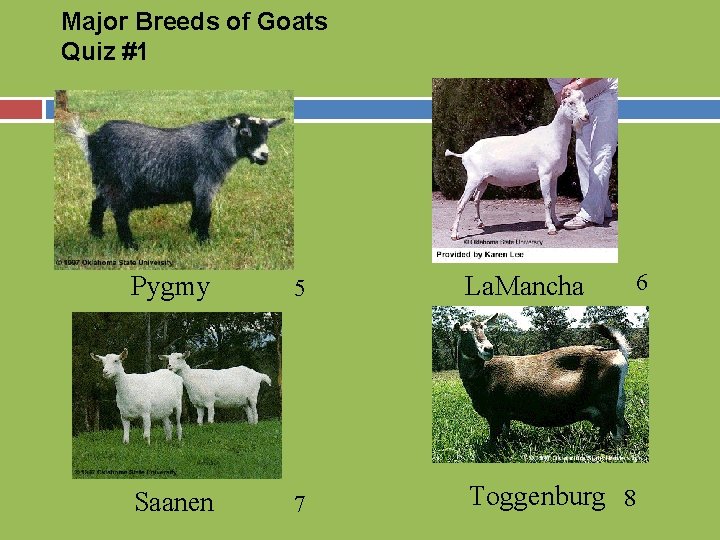 Major Breeds of Goats Quiz #1 5 La. Mancha Saanen 7 Toggenburg 8 6