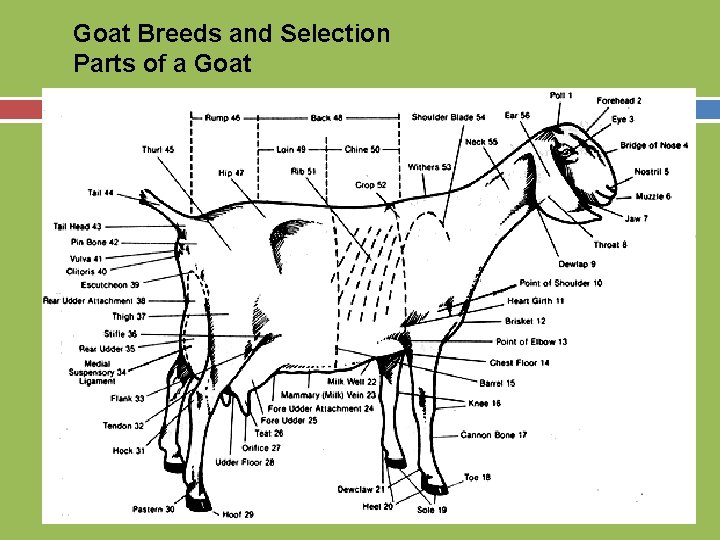 Goat Breeds and Selection Parts of a Goat 