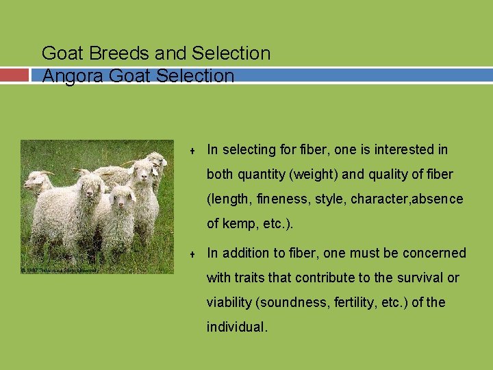 Goat Breeds and Selection Angora Goat Selection U In selecting for fiber, one is