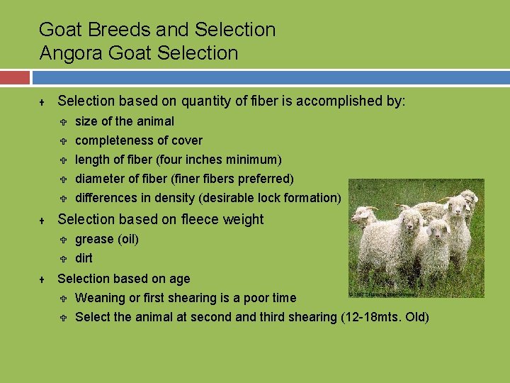 Goat Breeds and Selection Angora Goat Selection U U U Selection based on quantity