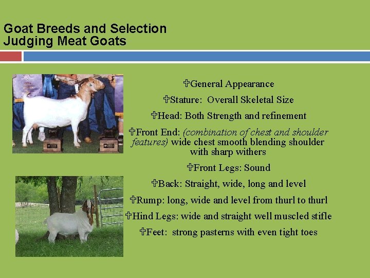 Goat Breeds and Selection Judging Meat Goats UGeneral Appearance UStature: Overall Skeletal Size UHead: