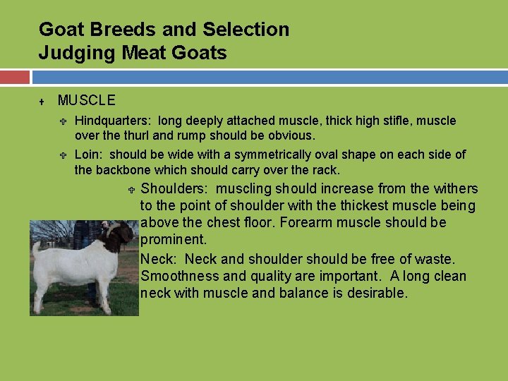 Goat Breeds and Selection Judging Meat Goats U MUSCLE U Hindquarters: long deeply attached