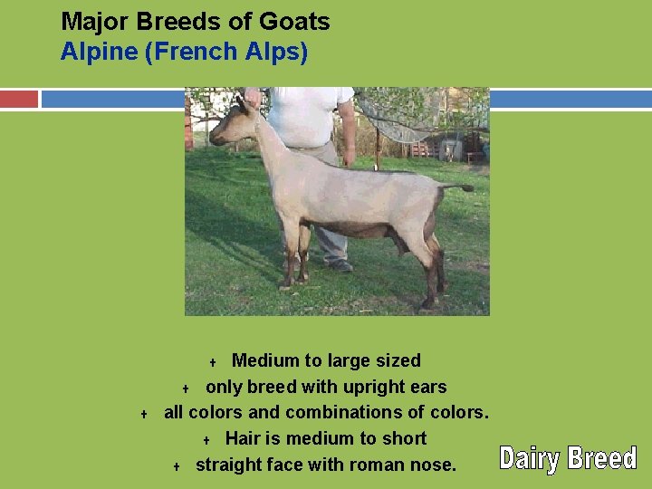 Major Breeds of Goats Alpine (French Alps) Medium to large sized U only breed