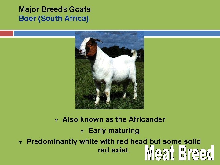 Major Breeds Goats Boer (South Africa) Also known as the Africander U Early maturing