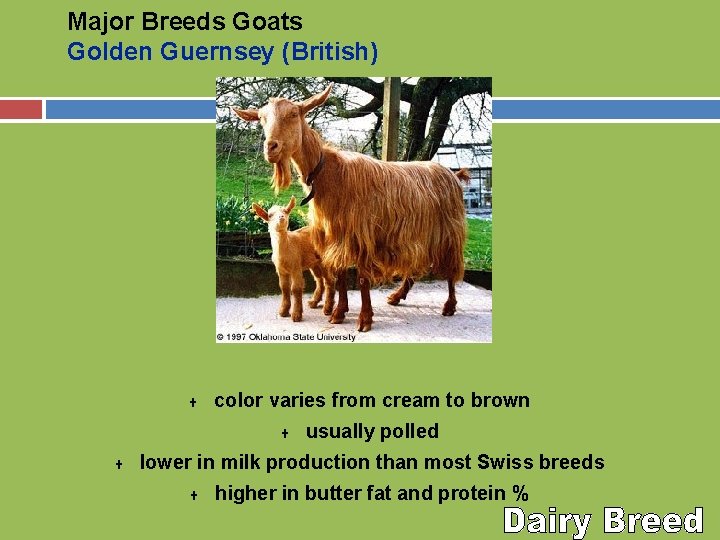 Major Breeds Goats Golden Guernsey (British) U color varies from cream to brown U