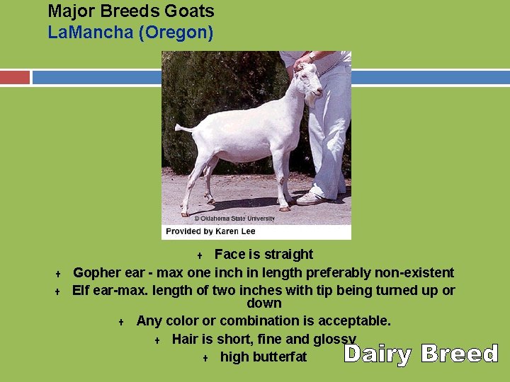 Major Breeds Goats La. Mancha (Oregon) Face is straight Gopher ear - max one