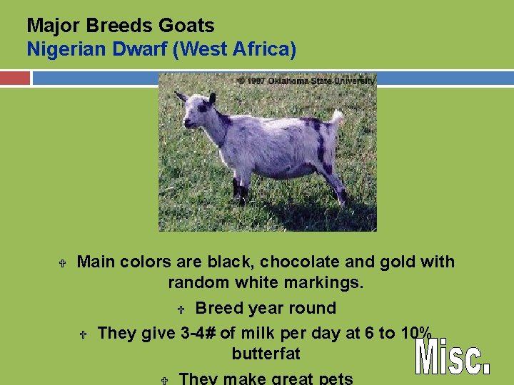 Major Breeds Goats Nigerian Dwarf (West Africa) U Main colors are black, chocolate and