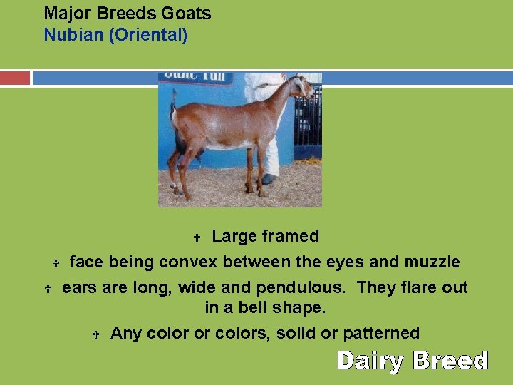 Major Breeds Goats Nubian (Oriental) Large framed U face being convex between the eyes