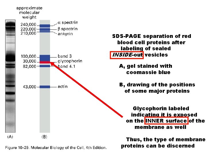 SDS-PAGE separation of red blood cell proteins after labeling of sealed INSIDE-out vesicles A,