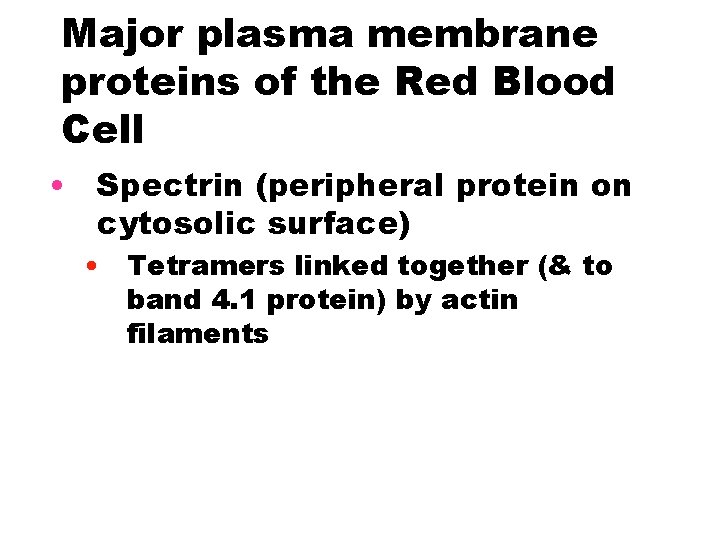 Major plasma membrane proteins of the Red Blood Cell • Spectrin (peripheral protein on