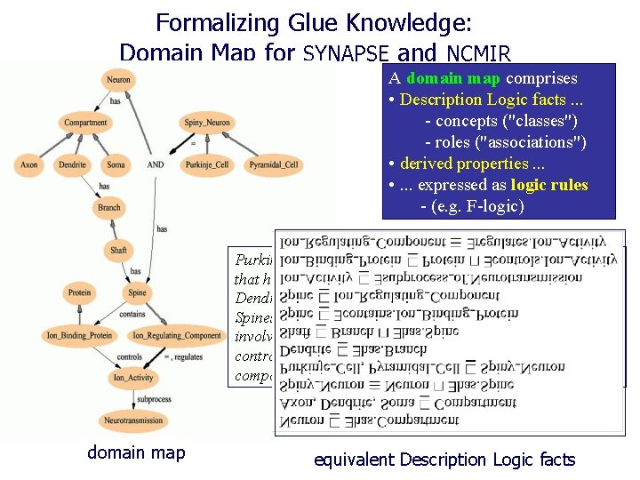 Formalizing Glue Knowledge: Domain Map for SYNAPSE and NCMIR A domain map comprises •