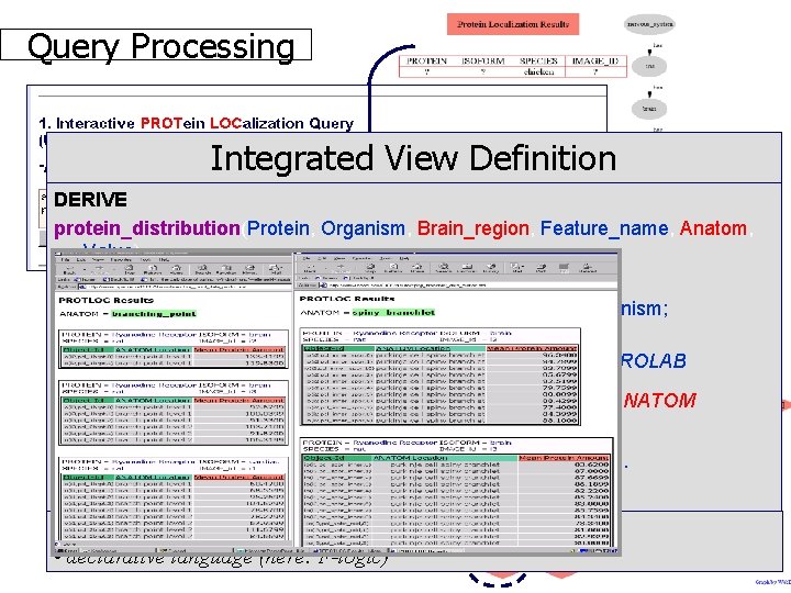  Query Processing Integrated View Definition DERIVE protein_distribution(Protein, Organism, Brain_region, Feature_name, Anatom, Value) FROM