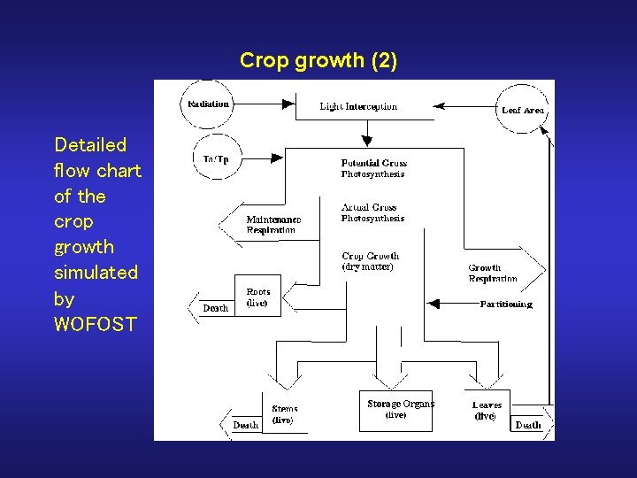 Crop growth (2) Detailed flow chart of the crop growth simulated by WOFOST 