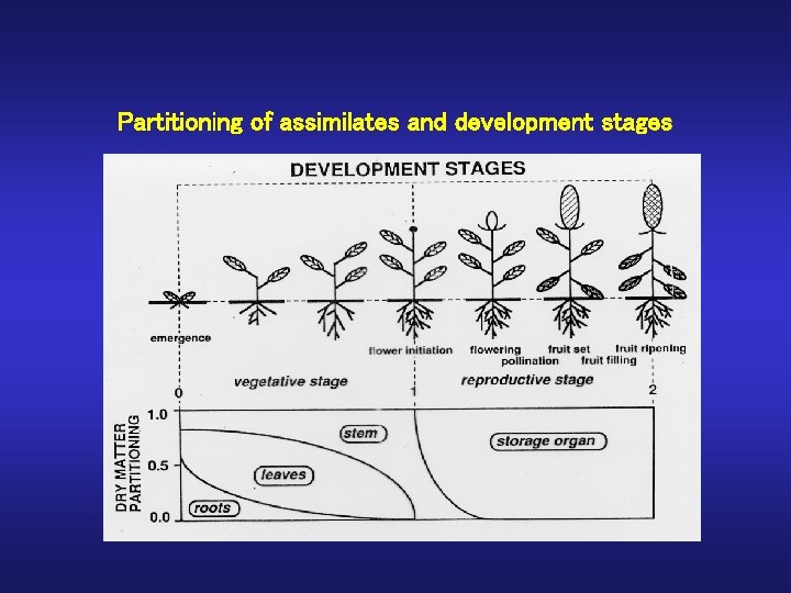 Partitioning of assimilates and development stages 