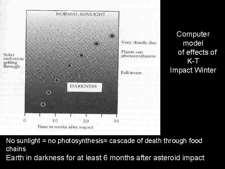 Computer model of effects of K-T Impact Winter No sunlight = no photosynthesis= cascade