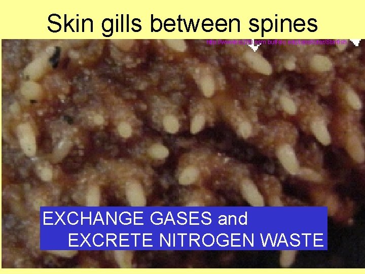 Skin gills between spines http: //wwwbio 200. nsm. buffalo. edu/labs/tutor/Starfish EXCHANGE GASES and EXCRETE