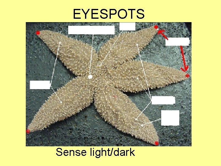 EYESPOTS Sense light/dark 